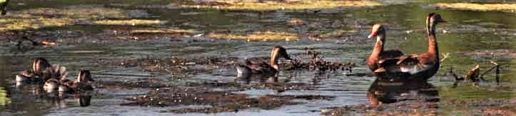 ducks in row